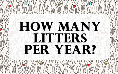 Rabbit Litters Per Year? We did the math.