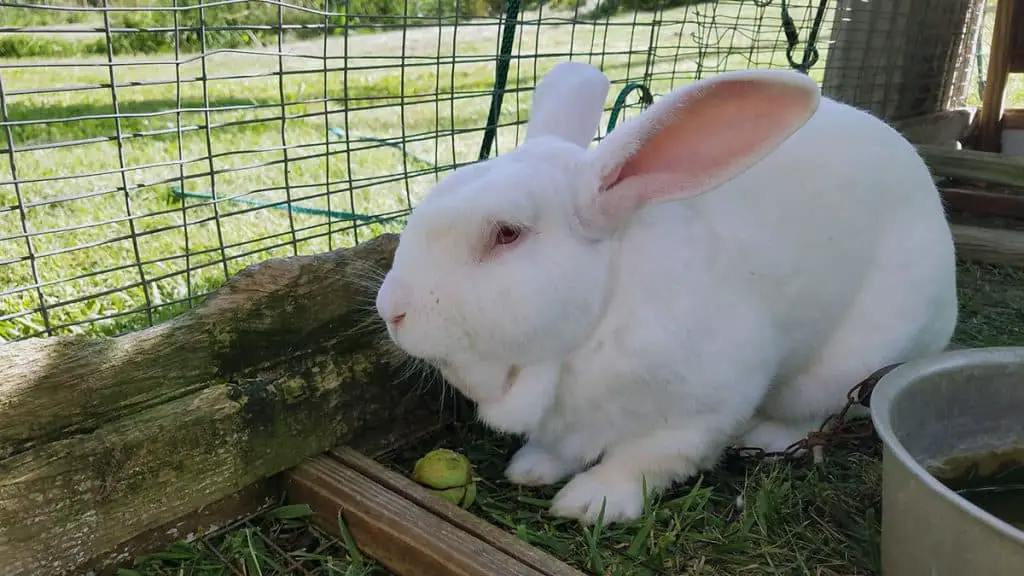 Can Rabbits Eat Grass? Can Bunnies Live On Grass Along?