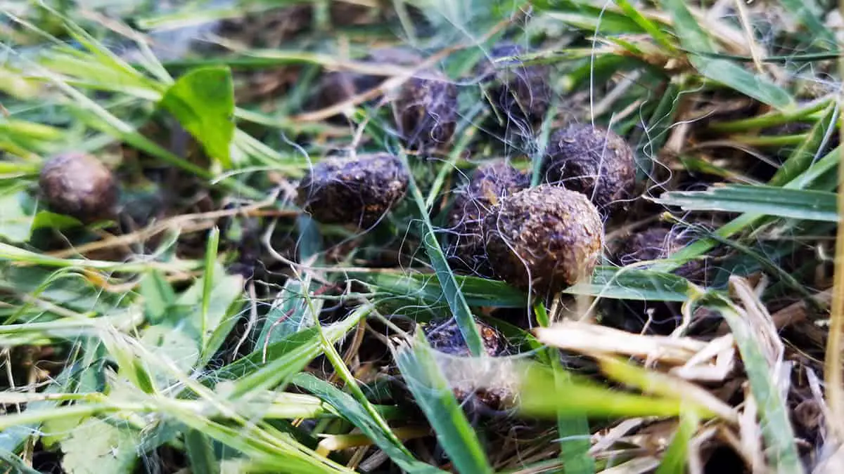 How Much Can You Sell Rabbit Manure For and How to Sell It?