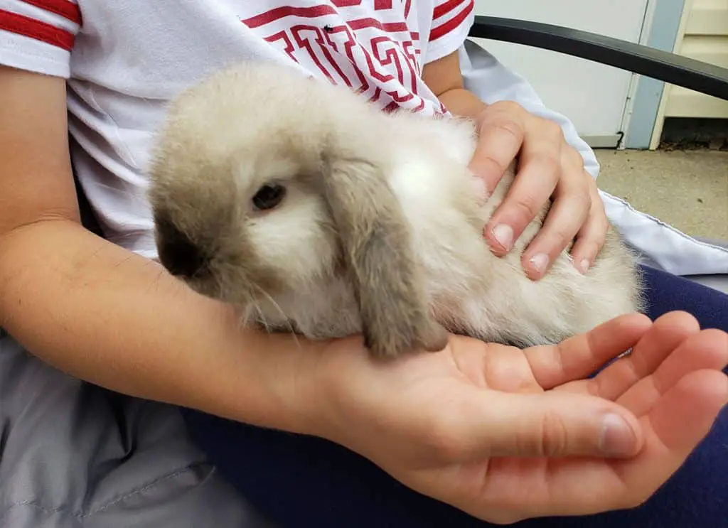 Pet Holland Lop Rabbit on Little Girls Lap