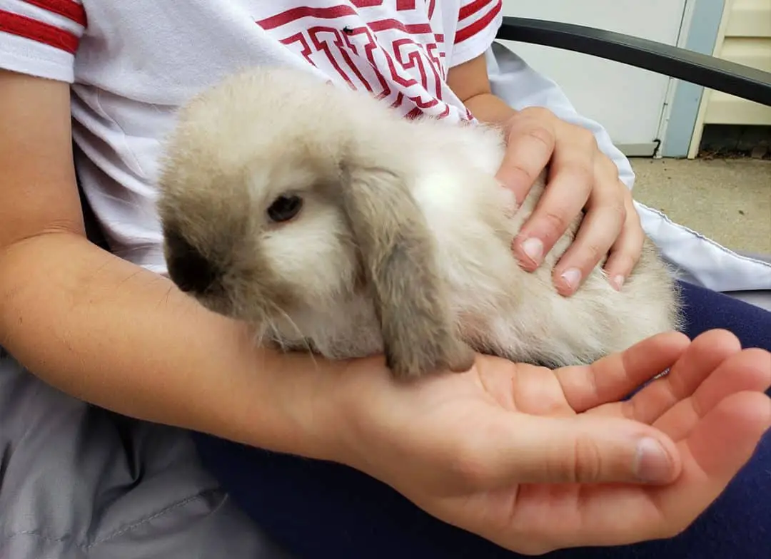 100 Name Ideas for Pet Holland Lop Rabbits