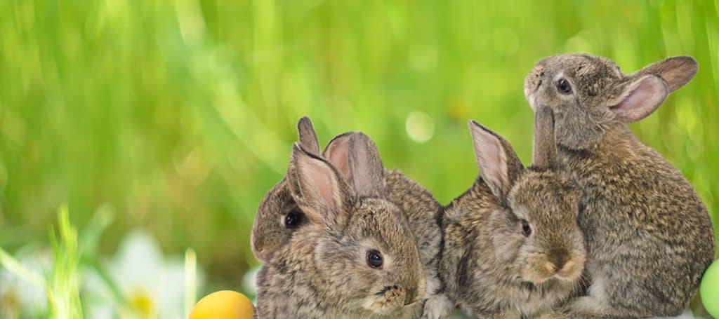 How many babies does a bunny have at a time