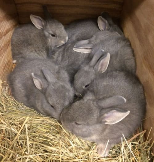 Do Holland Lops Rabbits Live In The Wild?