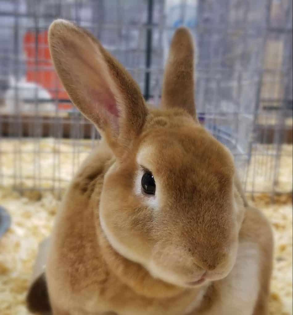 The 9 Most Expensive Rabbit Breeds Bank Breaking Bunnies.