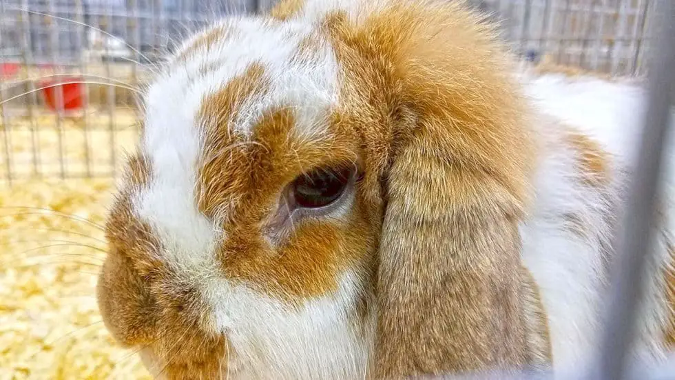 Do Holland Lops Rabbits Live In The Wild?