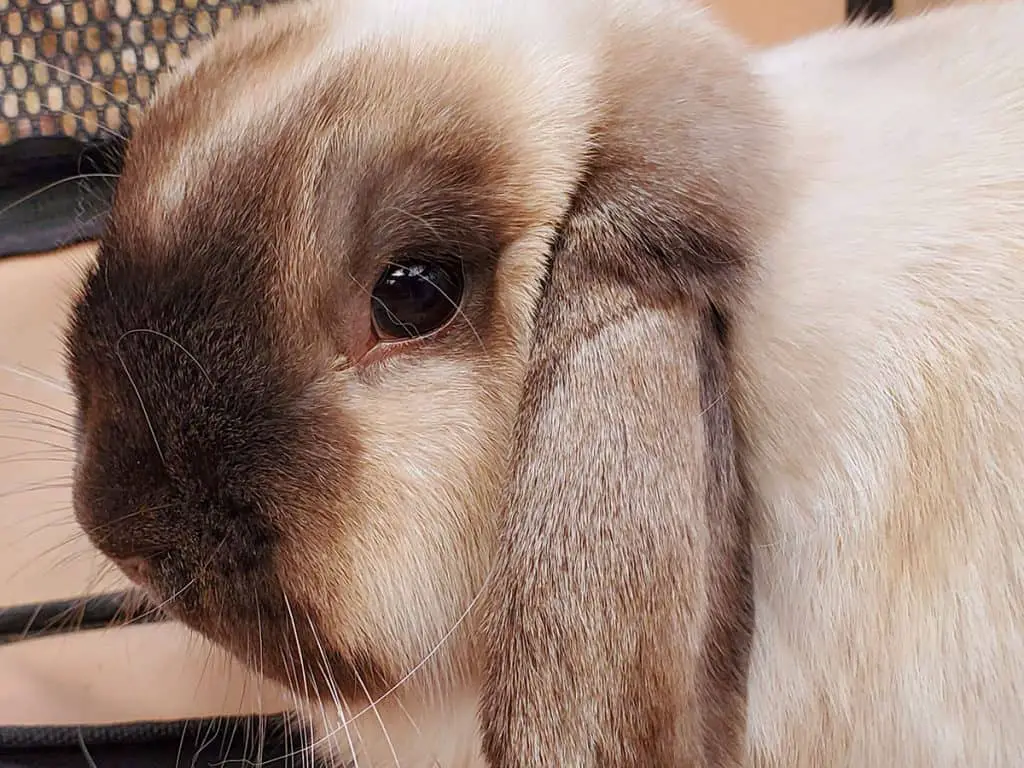 a Holland Lop Bunny Rabbit Cost 