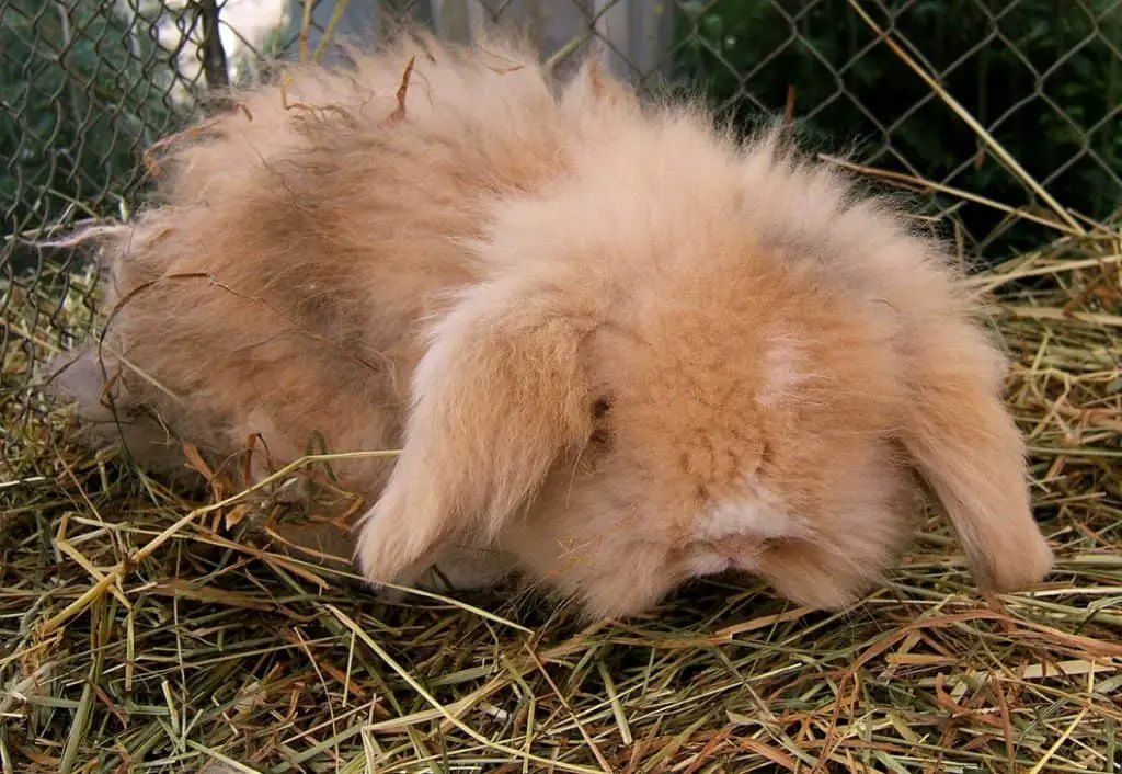 teddy and rabbit