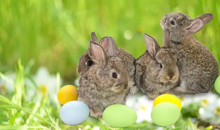 the-origin-of-egg-laying-rabbits