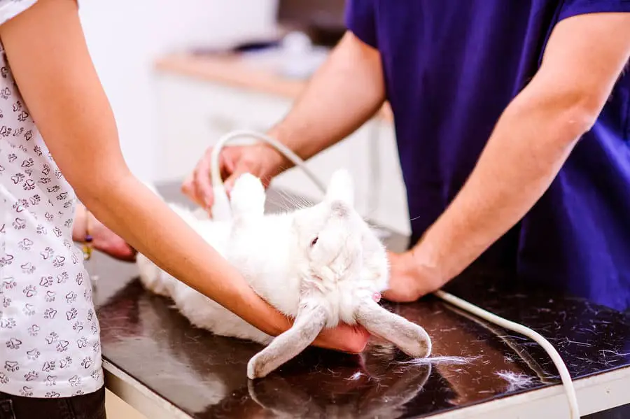 How much does it cost to get a rabbit spayed