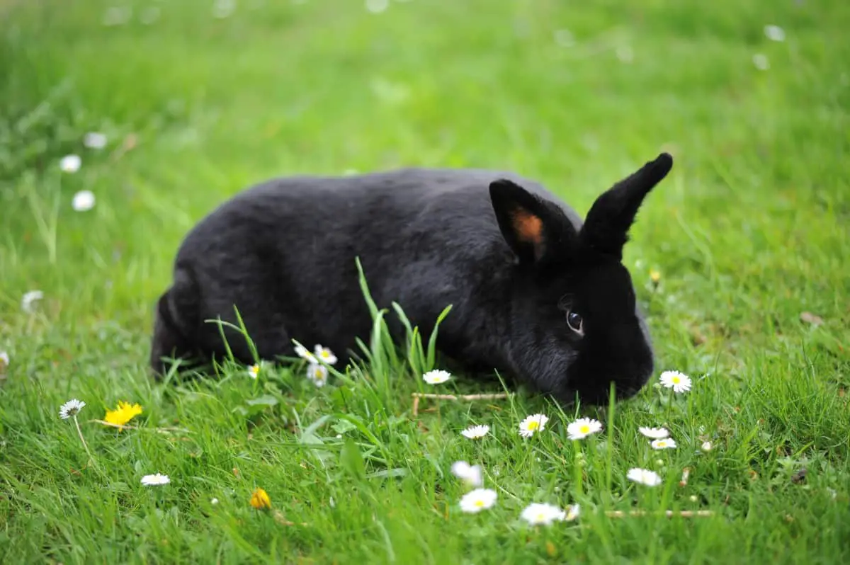 Alaska Rabbit Breed - With pictures and videos