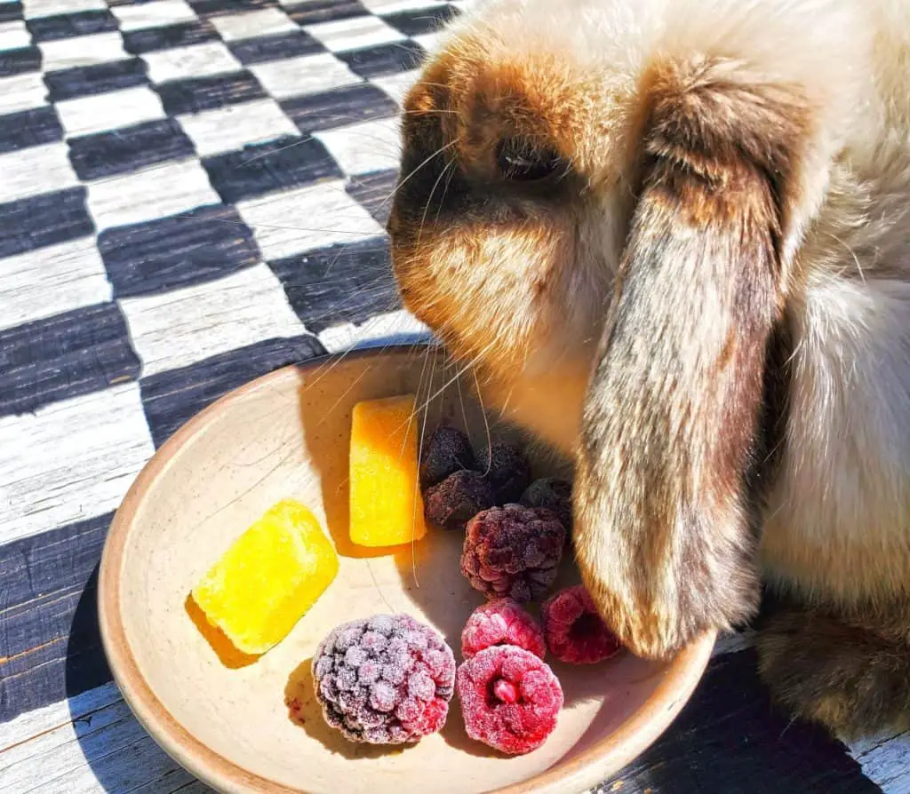 Pet Rabbit Eating Natural Treats