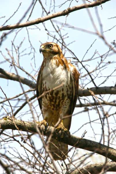 bird of prey rabbit predators