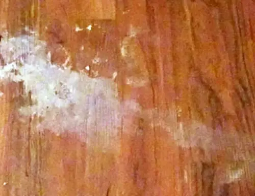 Bunny Stains Off Hardwood Floors, How To Clean Salt Off Hardwood Floors