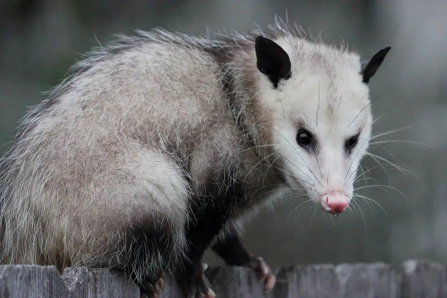 do-opossums-kill-bunnies