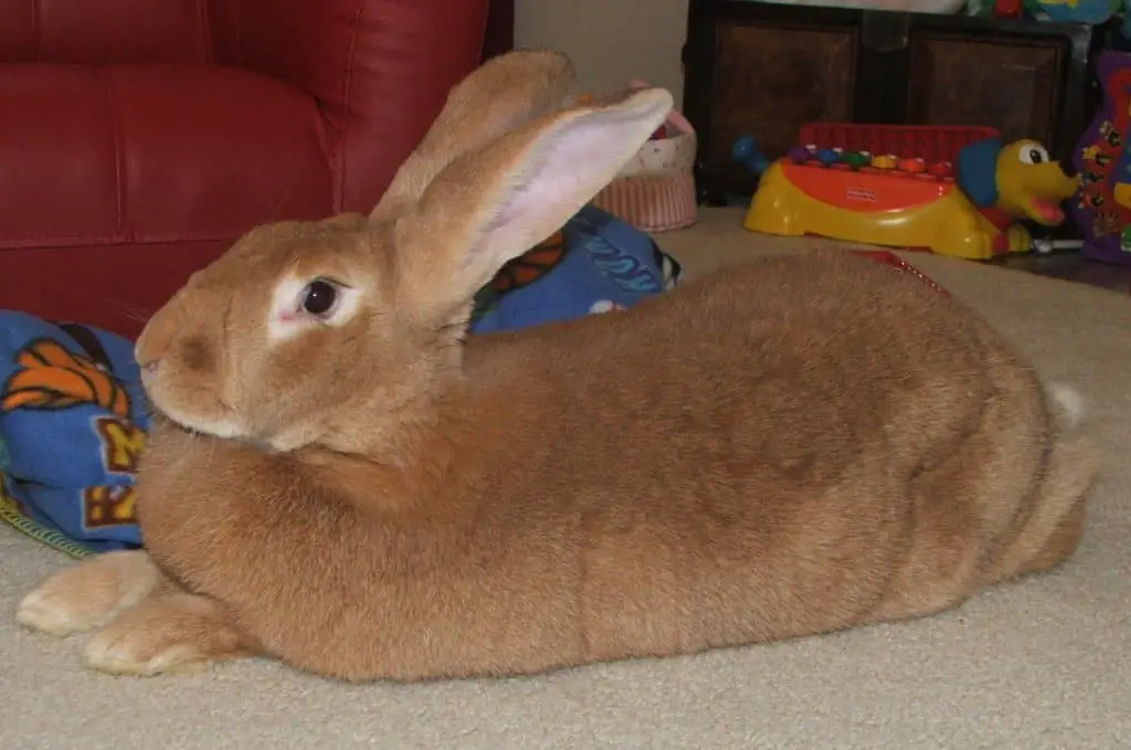 Picture of A Flemish Giant Bunny