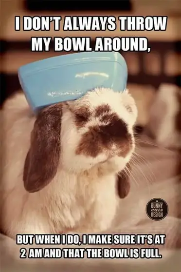 The Funniest Rabbit Memes