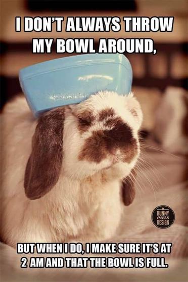 The Funniest Rabbit Memes The Funniest Rabbit Memes