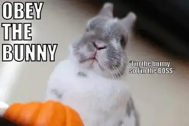 Bunny-Boss-1.jpg