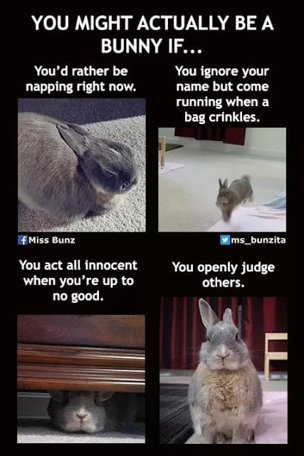 The Funniest Rabbit Memes