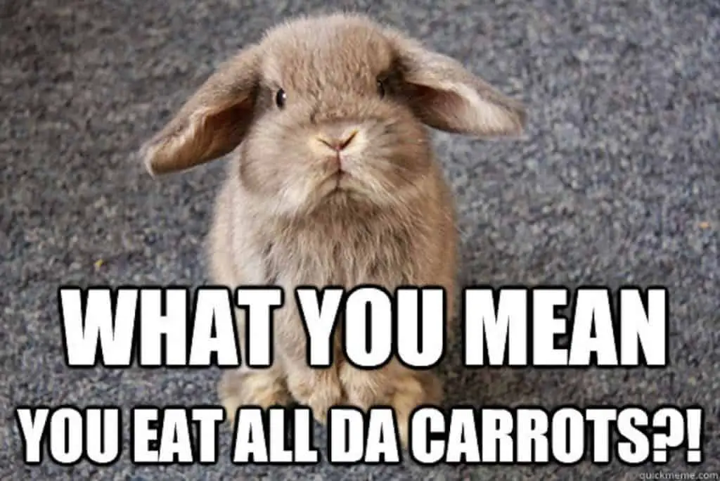 The Funniest Rabbit Memes
