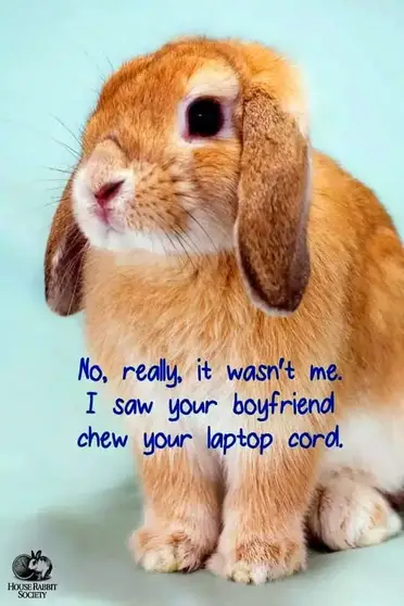 The Funniest Rabbit Memes