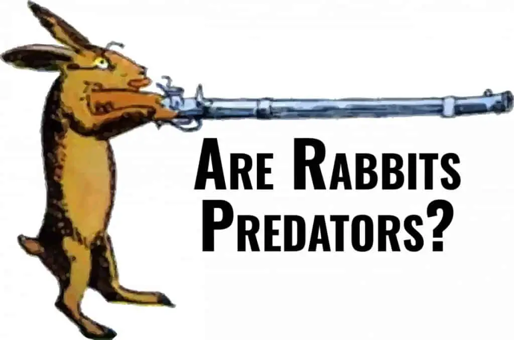 rabbit predators backyard