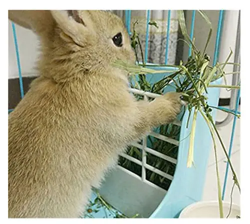 Rabbit Eating