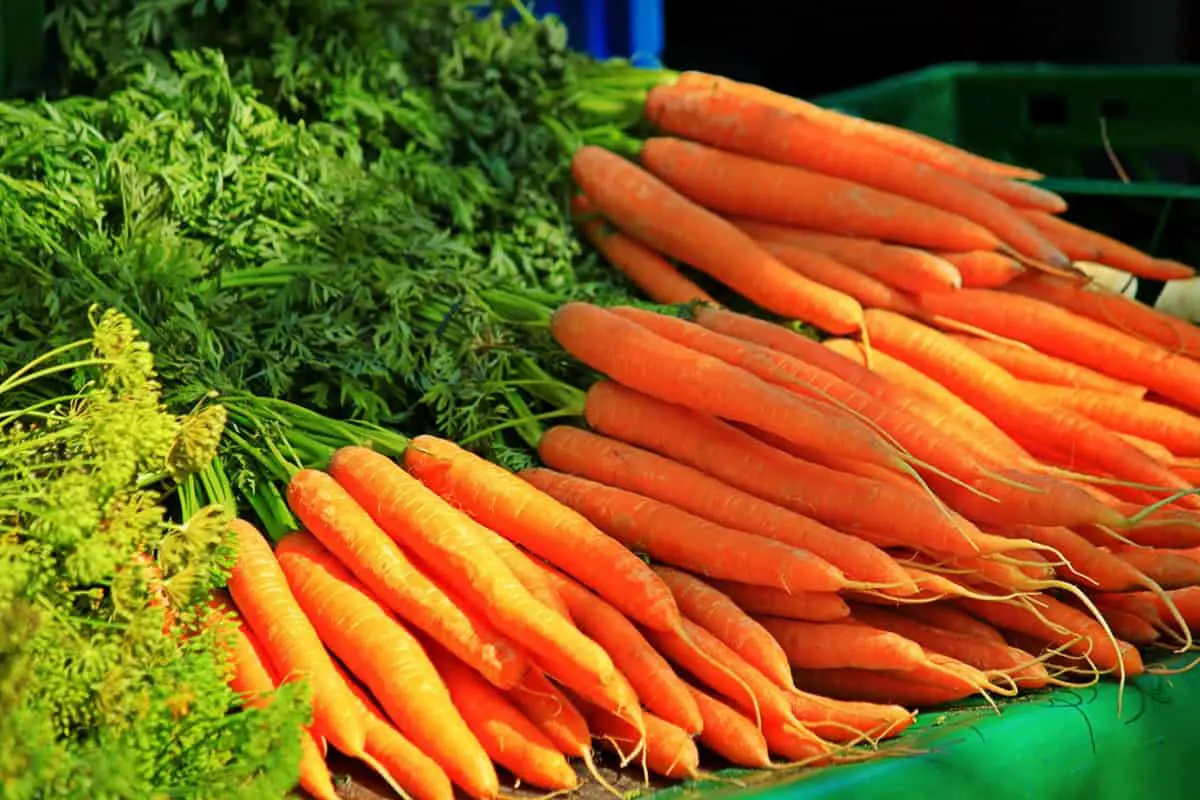 Rabbits Eating Carrots - The Complete Guide.