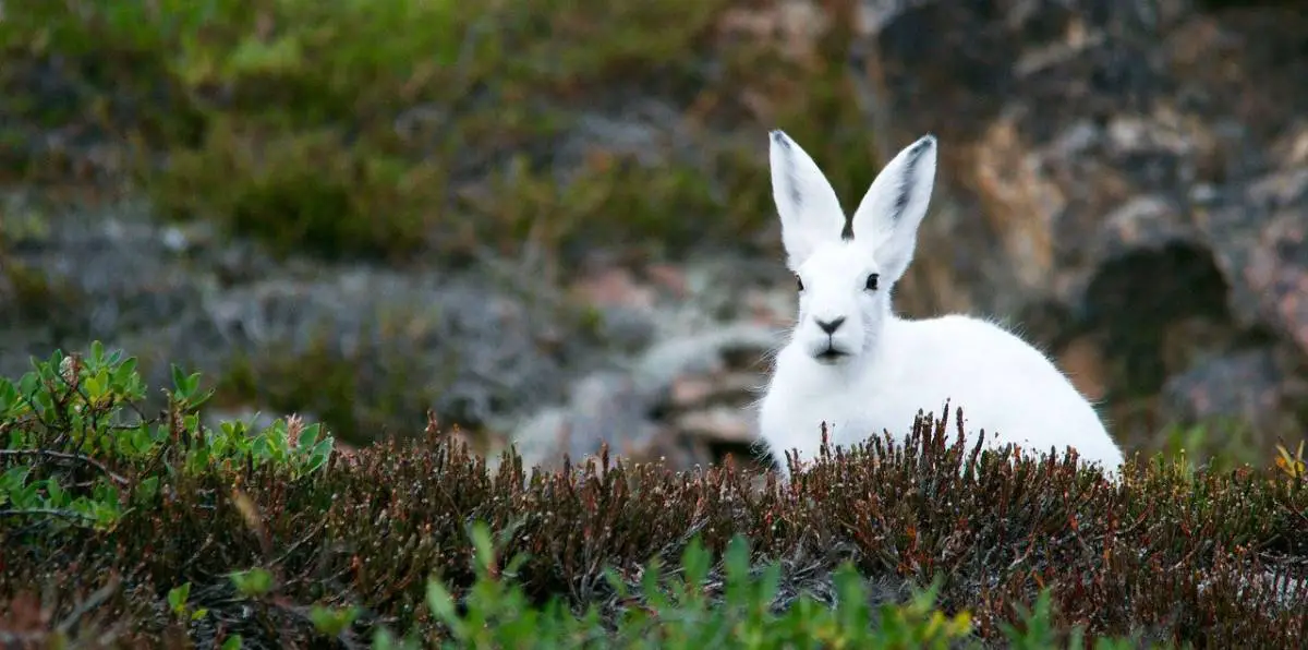 bunny winter popmart