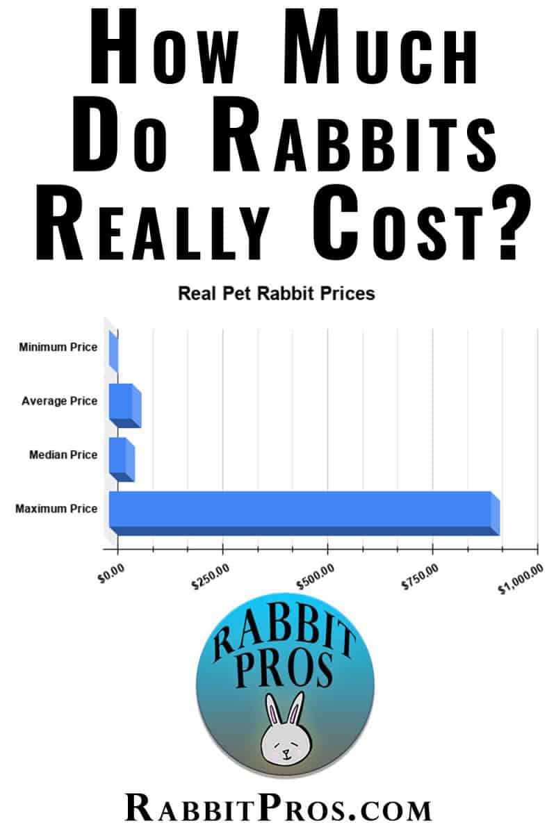 How Much Does A Pet Bunny Rabbit Cost? Cost By Rabbit Breed - Survey Data