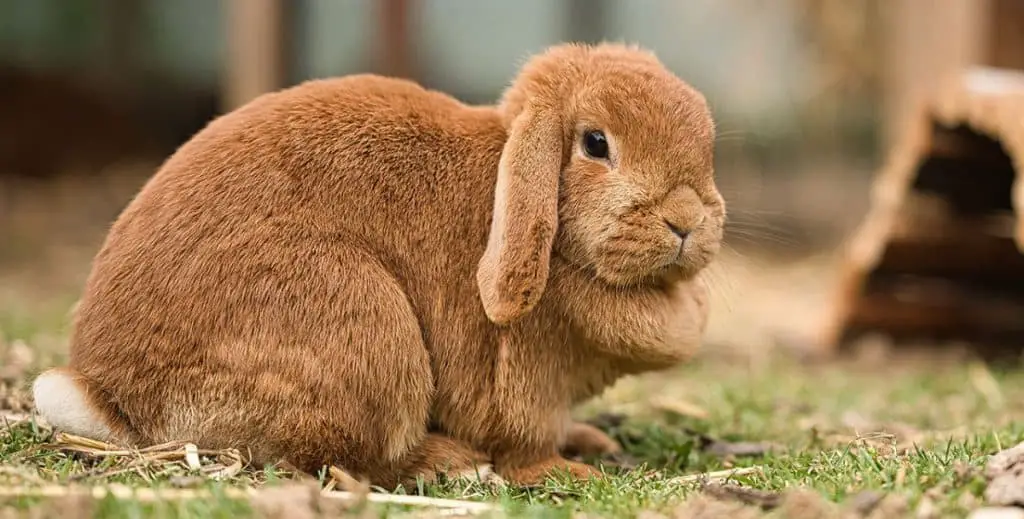 rabbit dewlap