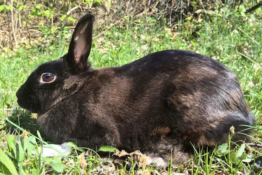 Photo Of A Black Rabbit