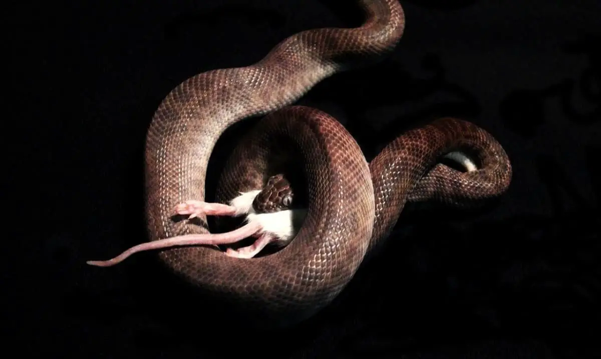 Do Snakes Eat Rabbits? Plus 5 snake and rabbit facts you don't know