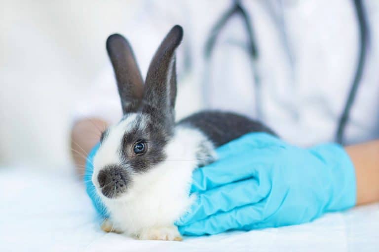 How To Find A Rabbit Veterinarian Essential Questions