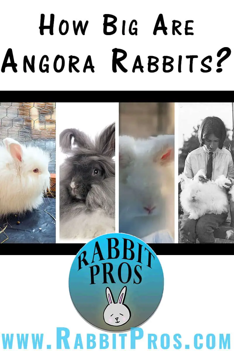 How Big Do Angora Rabbits Get? Angora Rabbit Size Chart