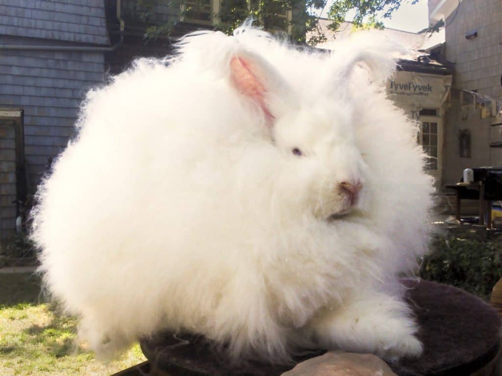 how-big-do-angora-rabbits-get-angora-rabbit-size-chart