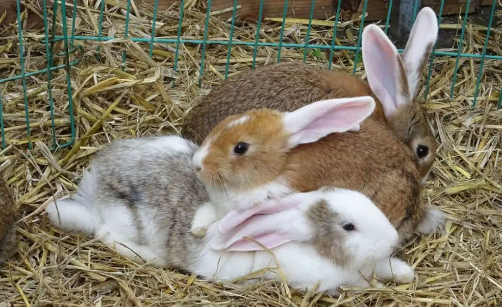 Image of Crossbred Rabbits