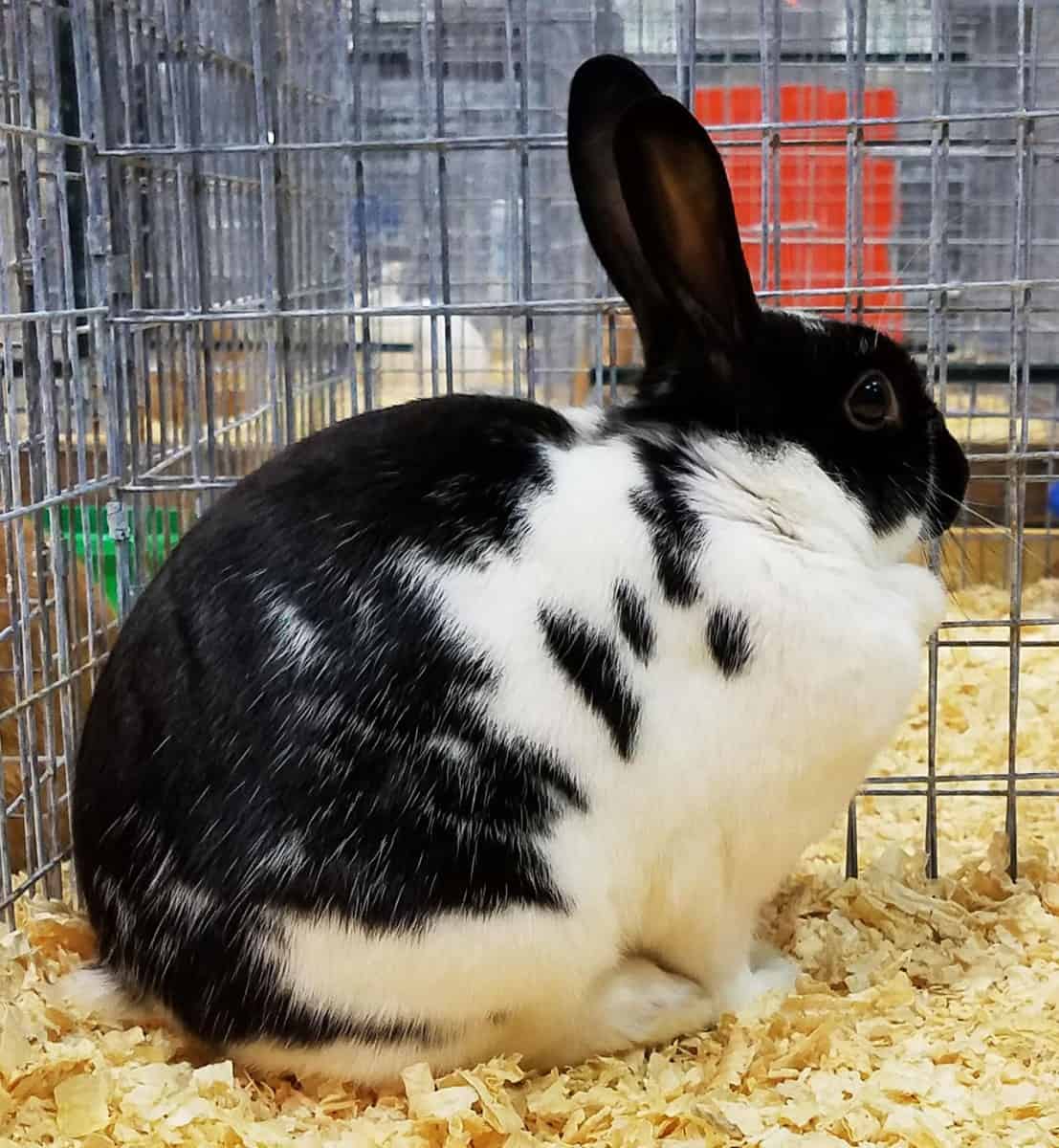 large cuddly rabbit