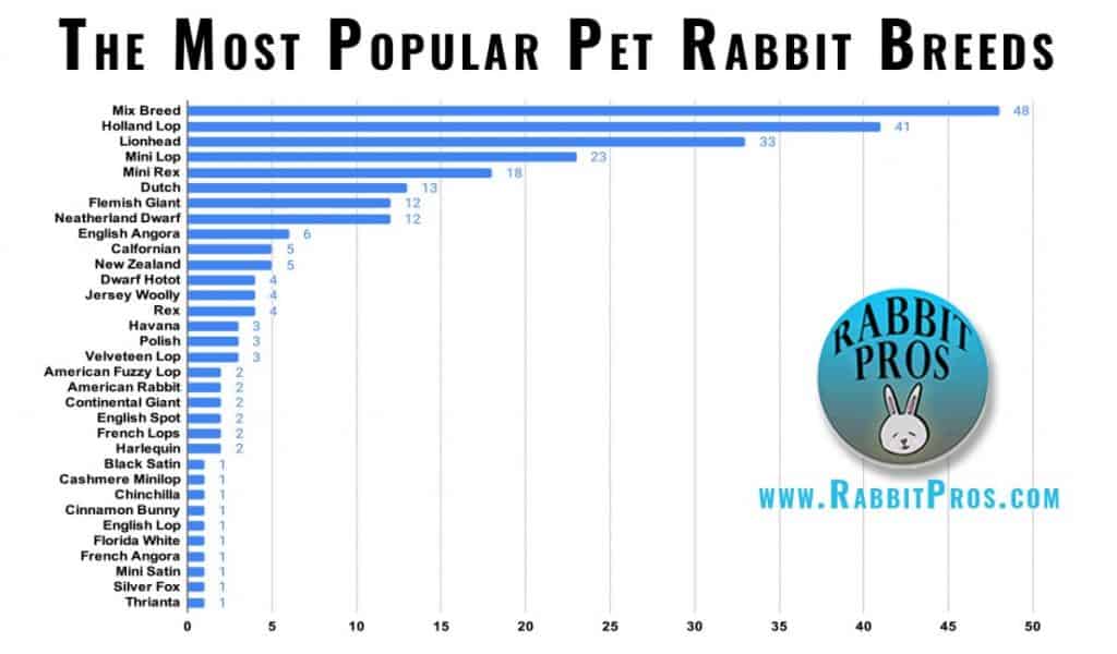 Most Popular Pet Bunny Rabbit Breeds Actual Survey Data