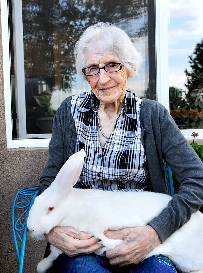 Flemish Giant Rabbit Breeds