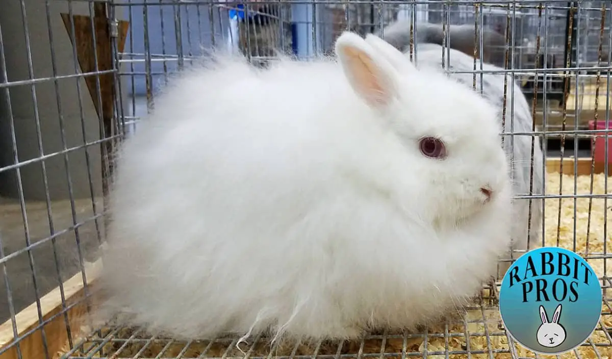 25 White Rabbit Breeds With Pictures & Videos
