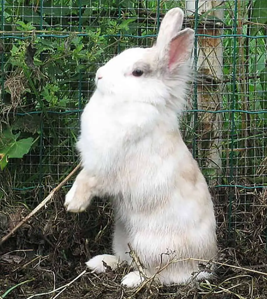25 White Rabbit Breeds With Pictures And Videos