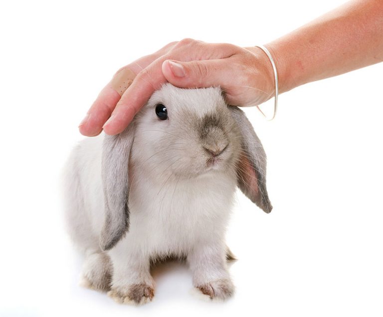 Can Rabbits Get Fleas? Flea Treatment Rabbit Pros