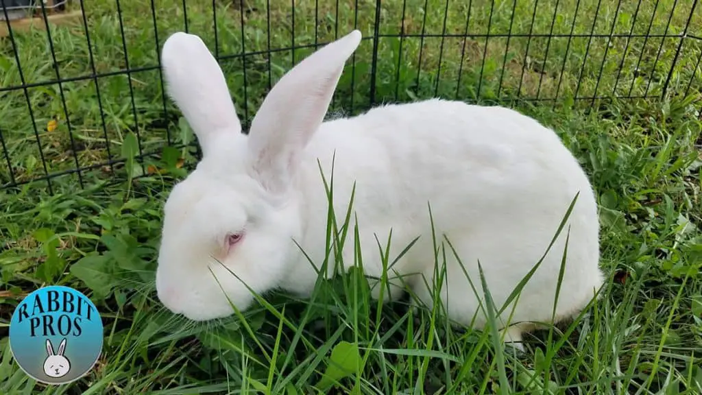 25 White Rabbit Breeds With Pictures & Videos