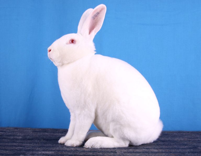 the-9-most-expensive-rabbit-breeds-bank-breaking-bunnies