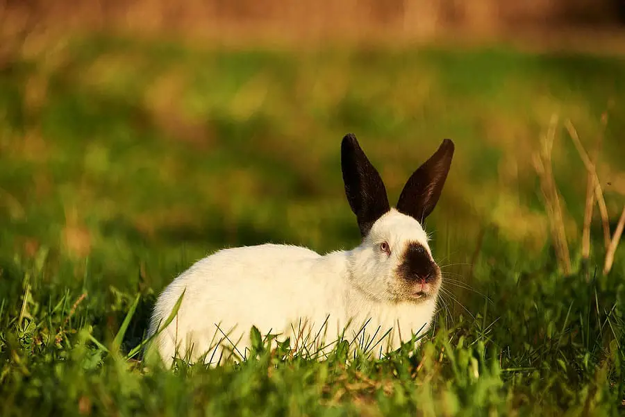 25 White Rabbit Breeds With Pictures & Videos