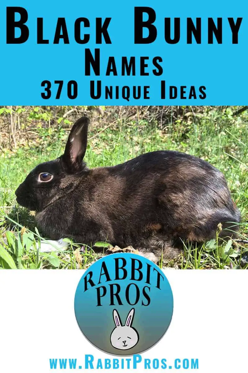 1,000 Popular Rabbit Names And 832 You've Never Heard Before