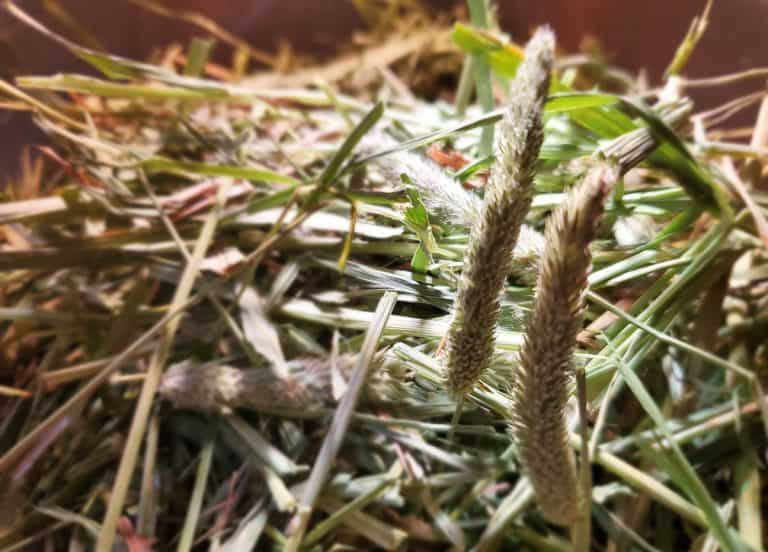 Get Your Rabbit To Eat Hay 6 Tips To A Better Bunny Diet