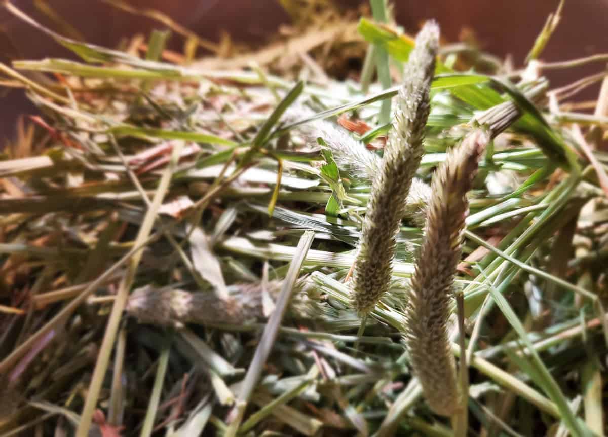 Get Your Rabbit To Eat Hay 6 Tips To A Better Bunny Diet