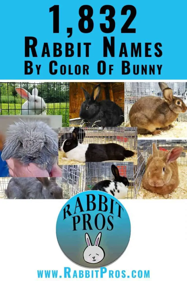 1,000 Popular Rabbit Names And 832 You